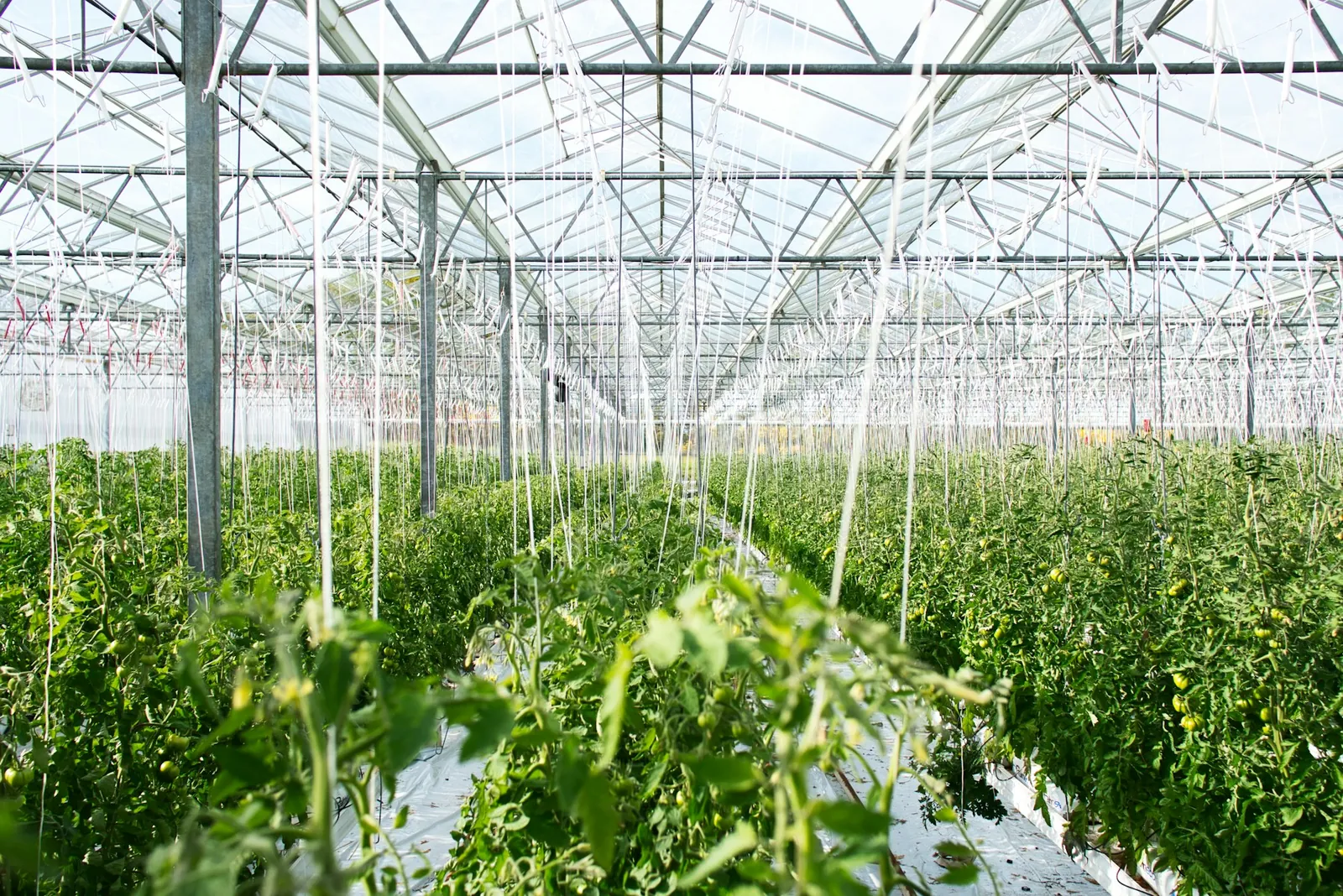 Rows of tomato plants suspended on support strings beneath a glass greenhouse roof.