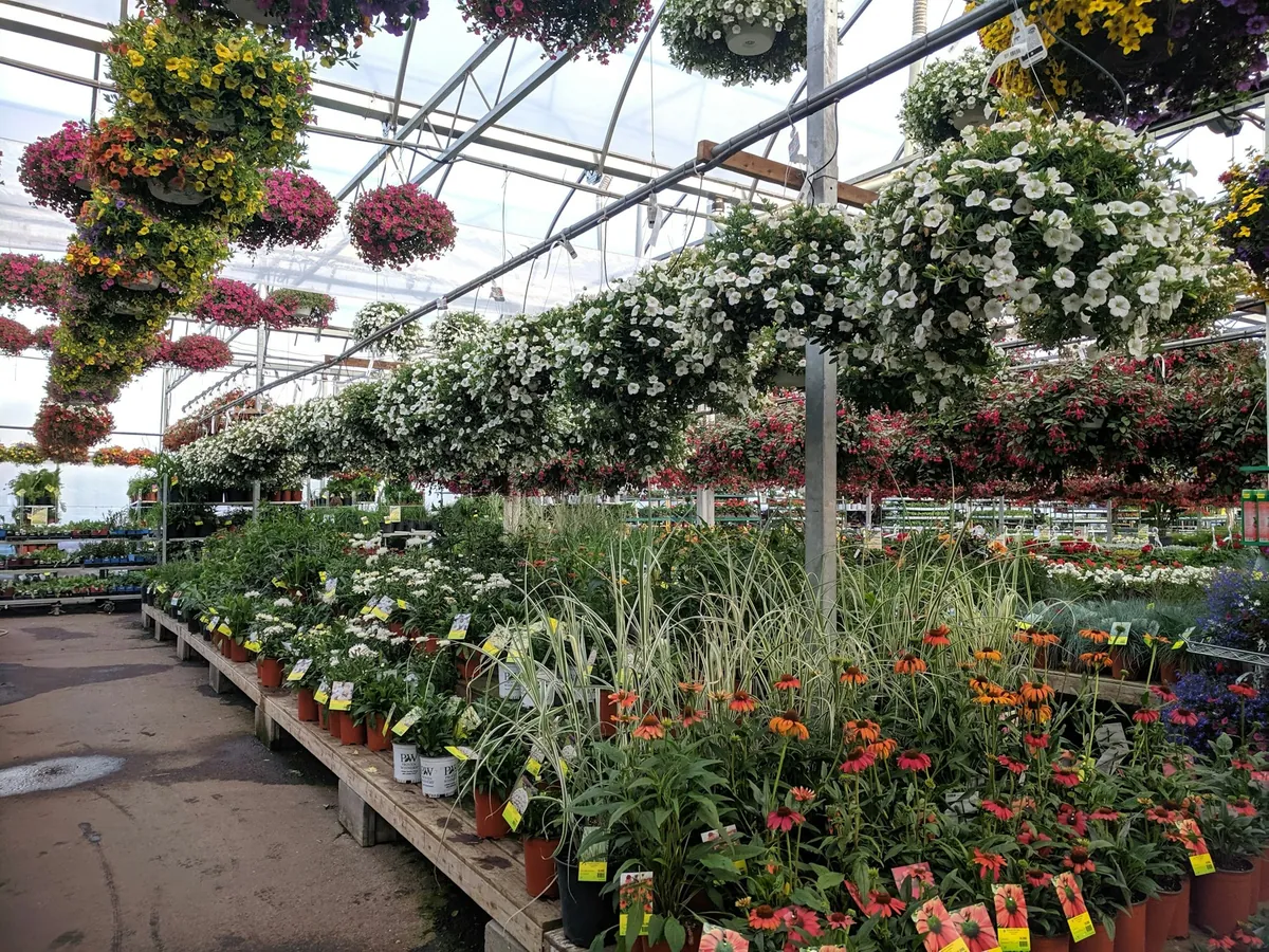 Flowering plants on nursery benches and hanging baskets inside a greenhouse.