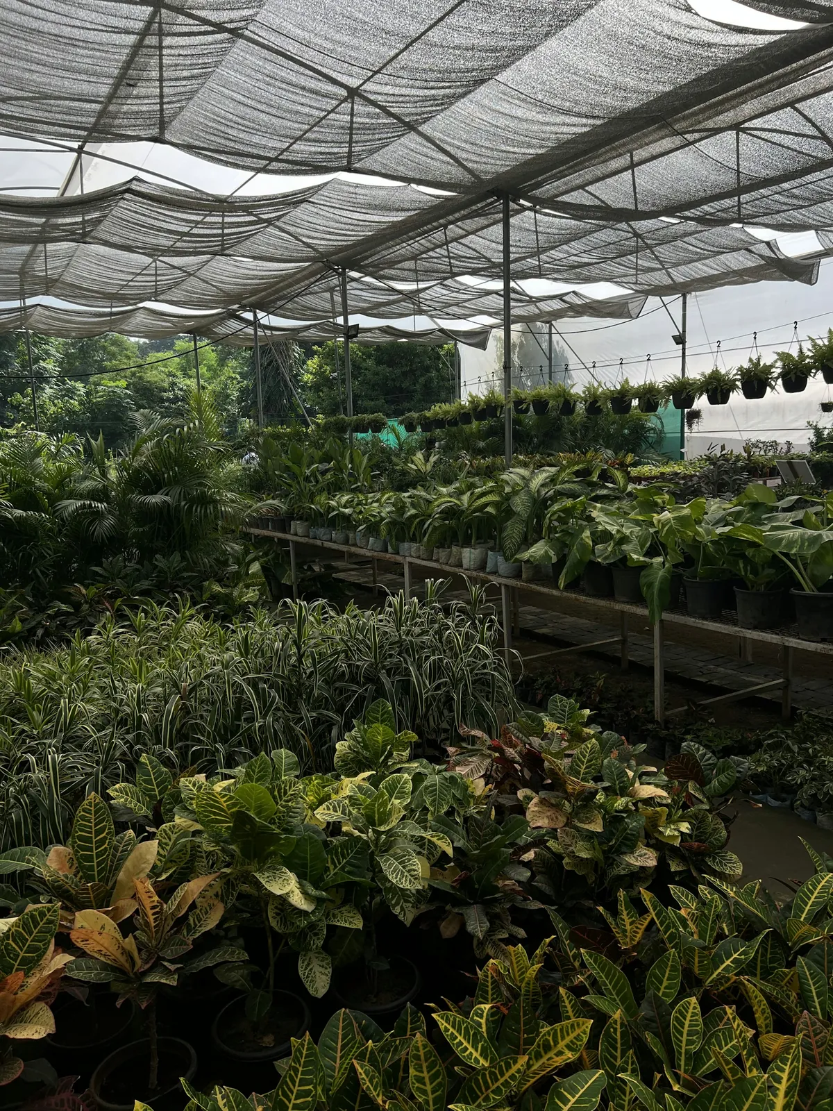Potted nursery plants beneath overhead shade cloth.