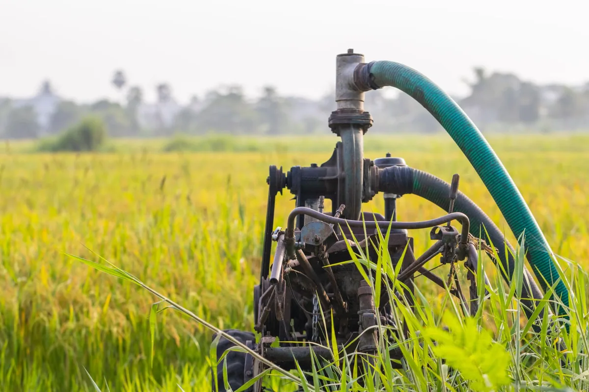 Field irrigation pump connected to a large green delivery hose among crops.