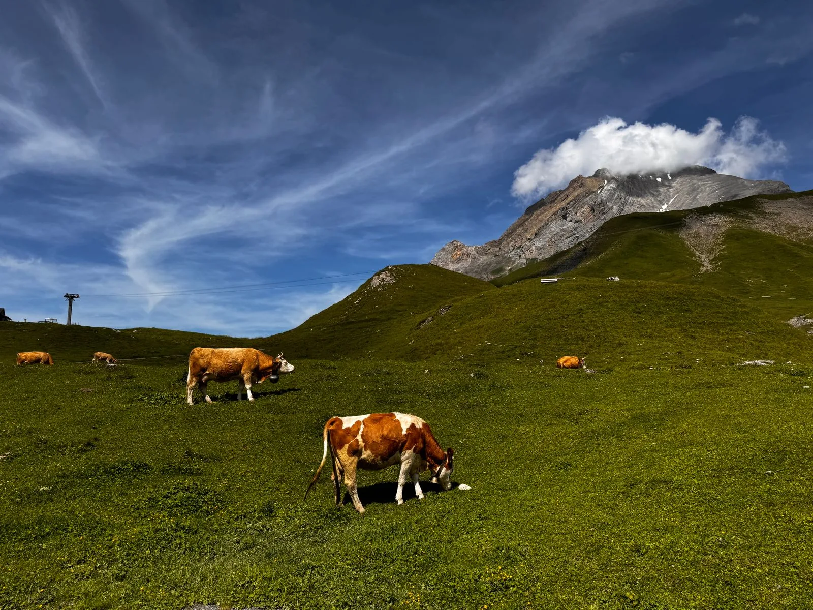 Cattle grazing on a green hillside below a rocky mountain.