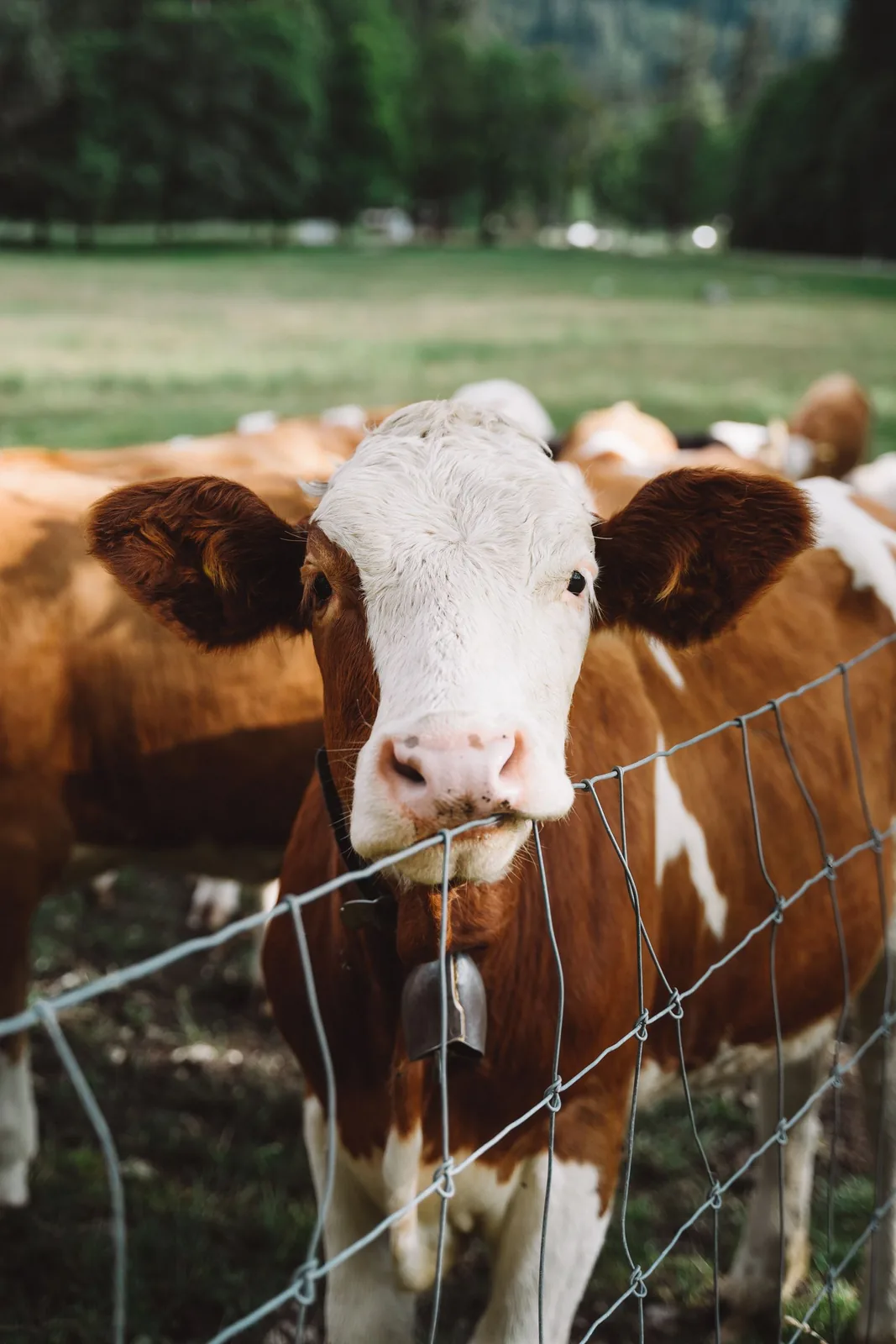 Brown and white cattle standing behind a wire fence.