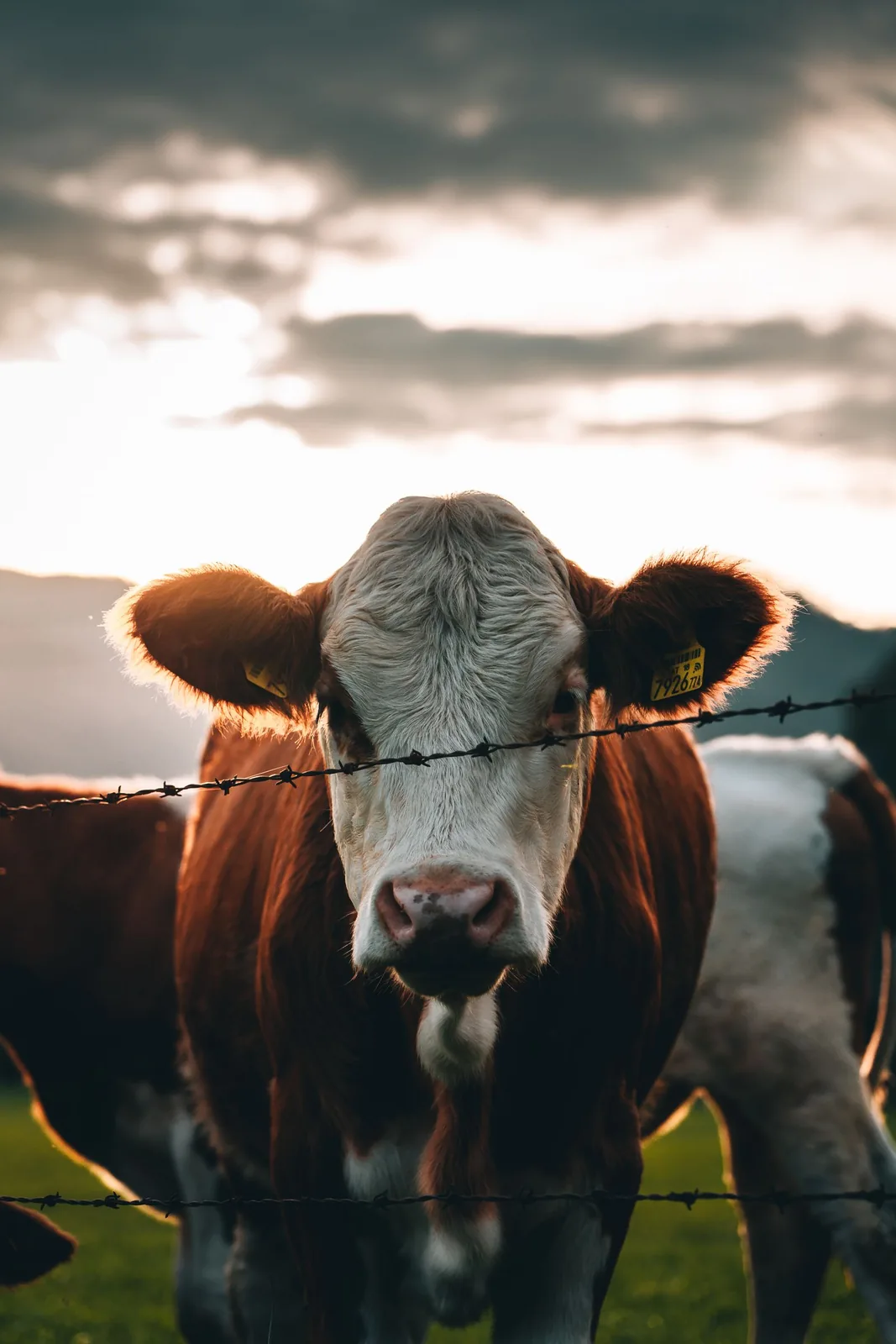 A brown and white cow behind a barbed wire fence at sunset.
