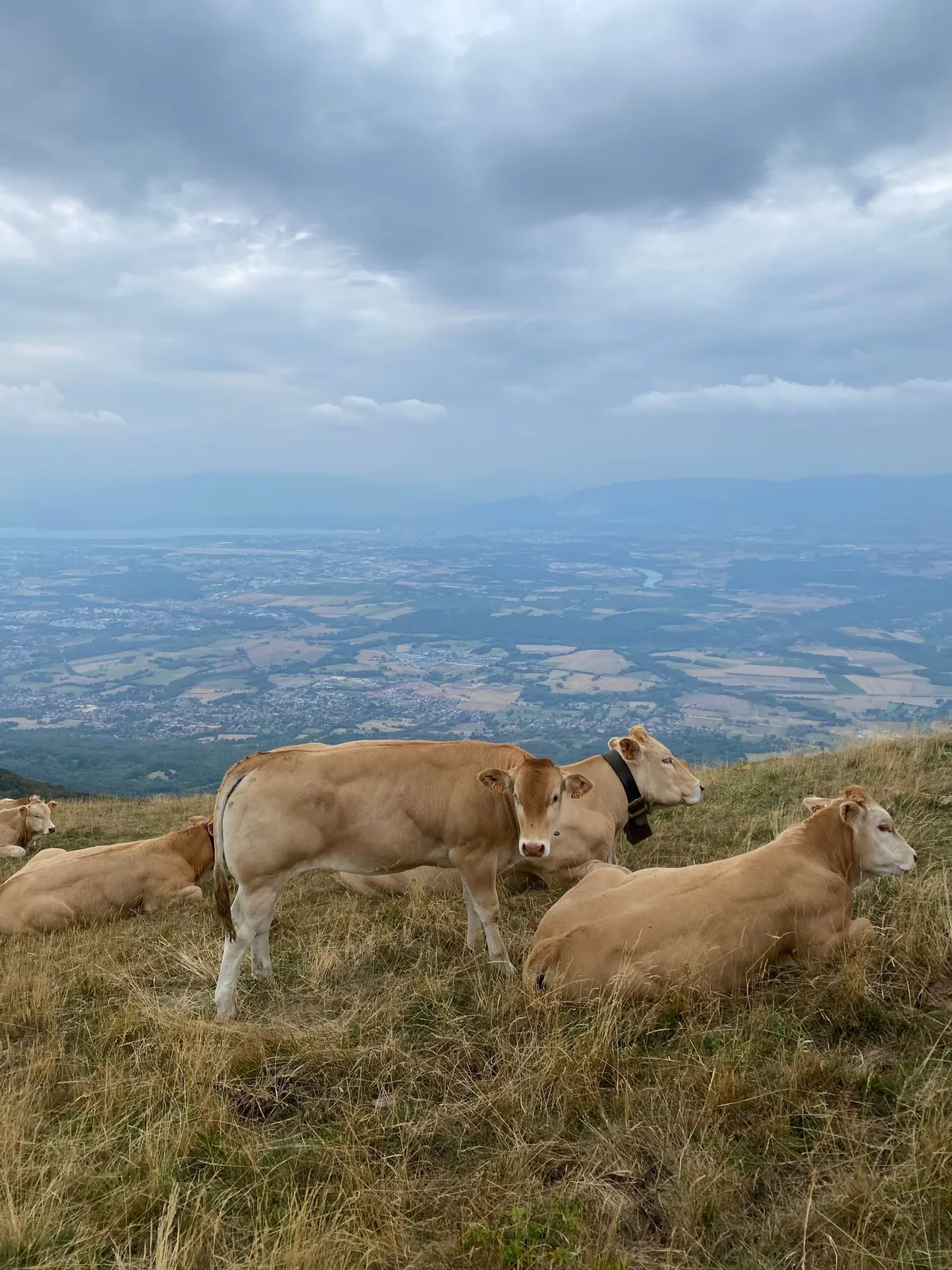 Cattle on an open mountain slope overlooking distant fields.