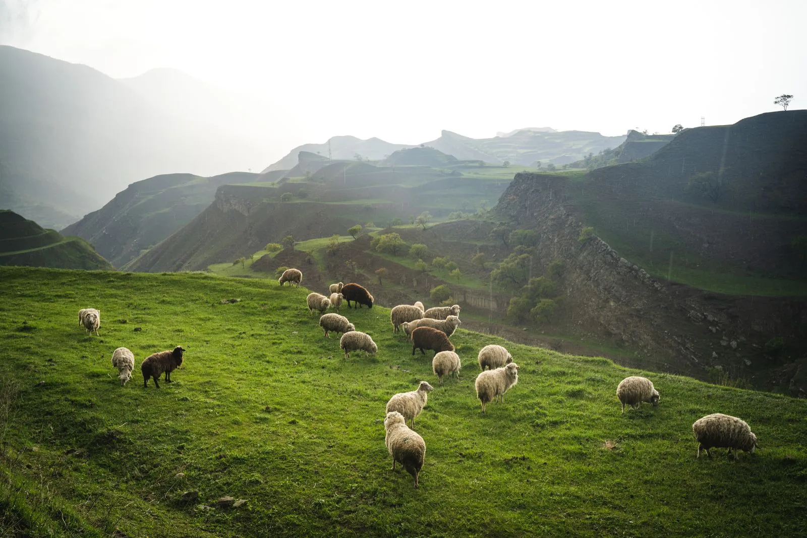 A flock of sheep grazing on a green hillside above a valley.
