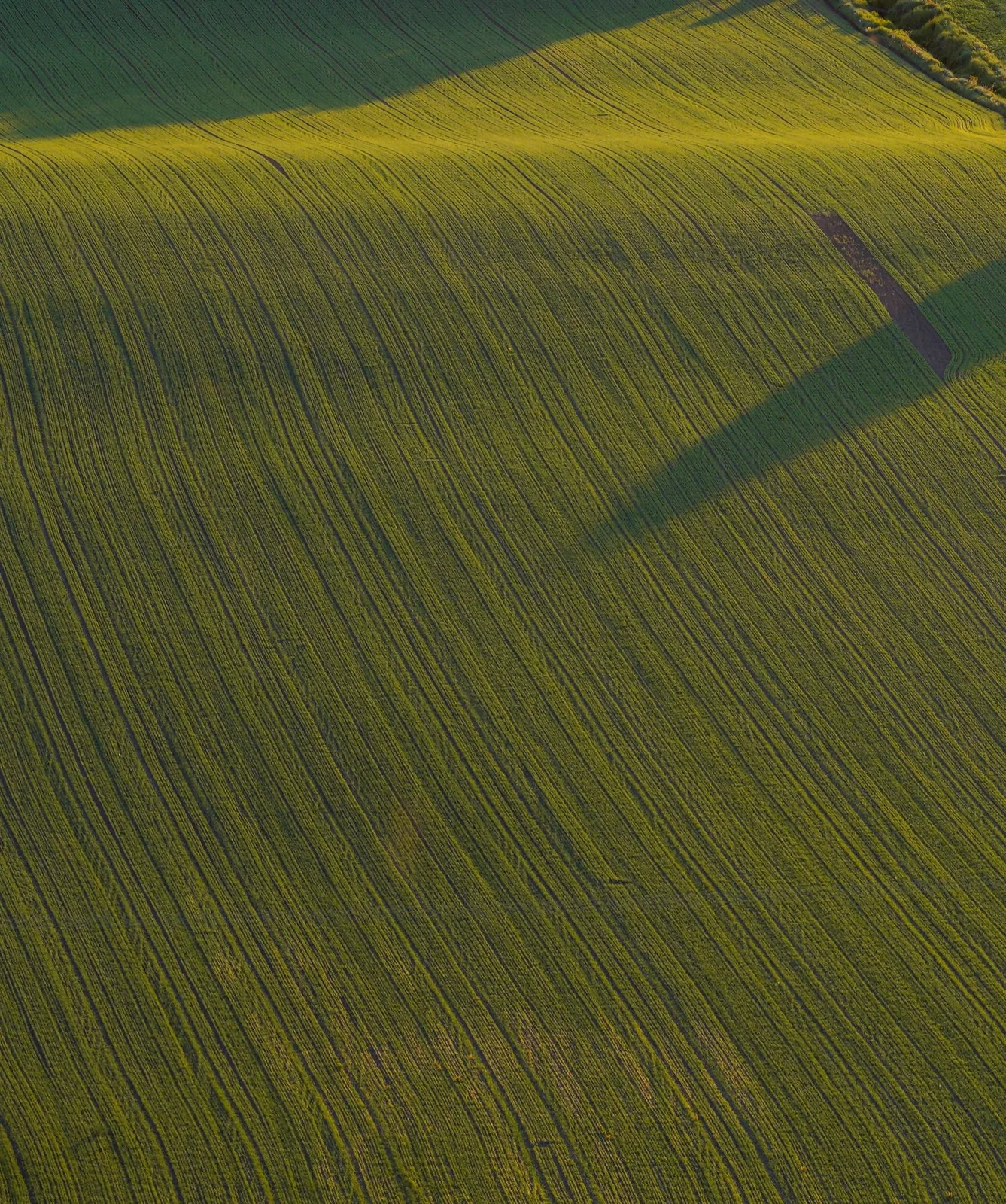 Aerial view of cultivated fields with parallel crop rows and long shadows.