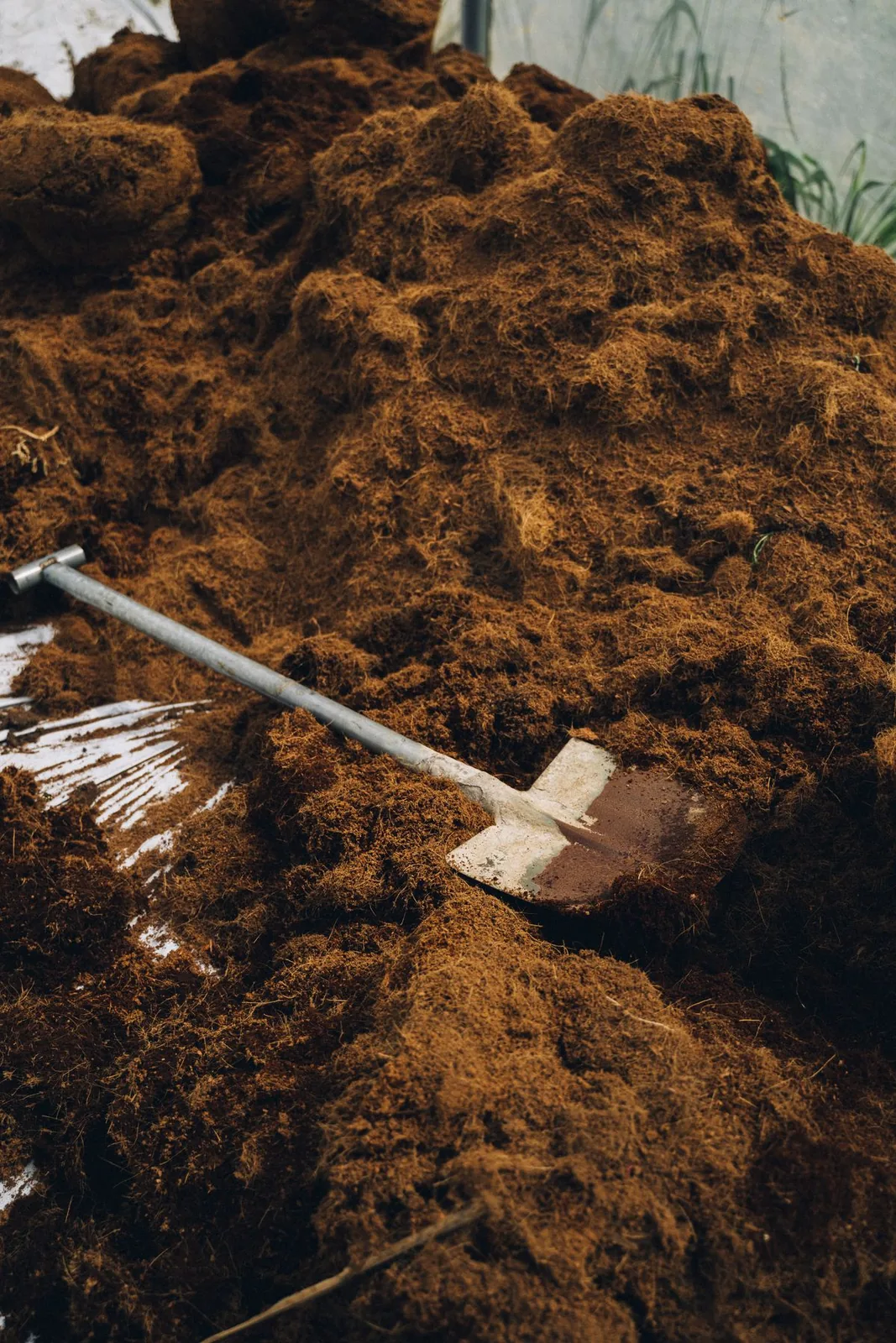 A metal shovel resting on a large pile of brown fibrous growing material.